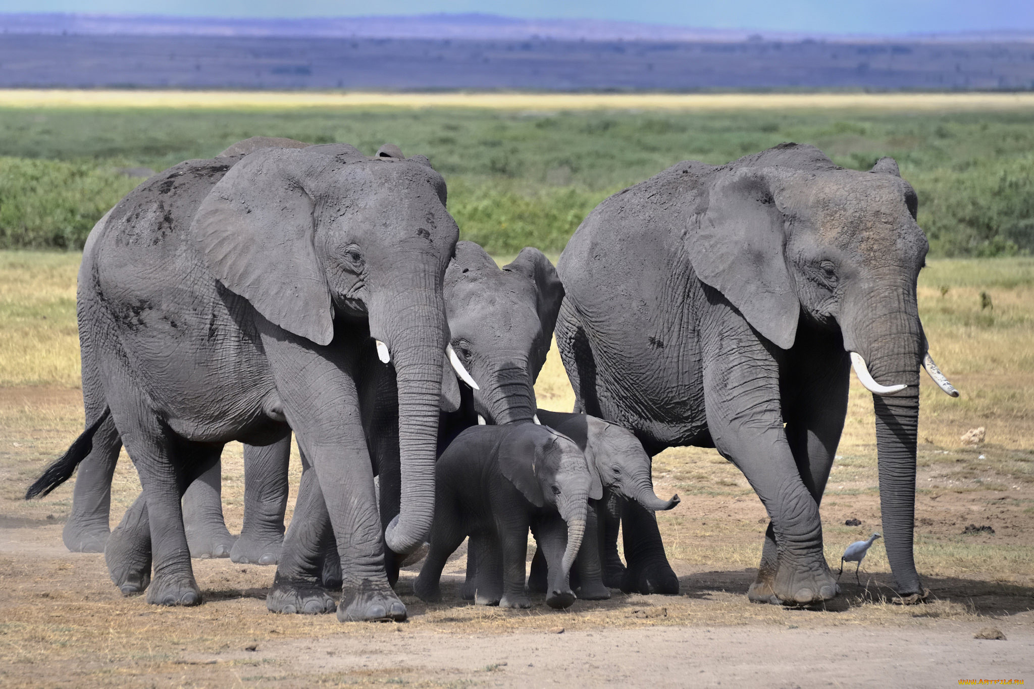 Слоновье стадо. Слон и слониха. Слон слониха Слоненок Слонята. Африканский слон. Слониха со слоненком.